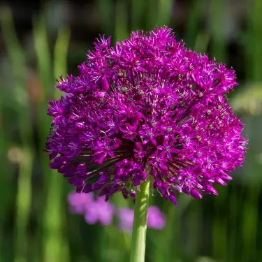 Det er ikke løgn - det er løg!